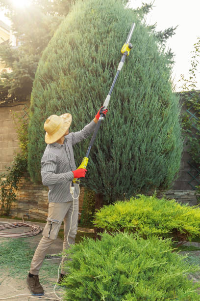 Professional Tree Removal and Landscaping Services in Wisconsin Rapids, WI